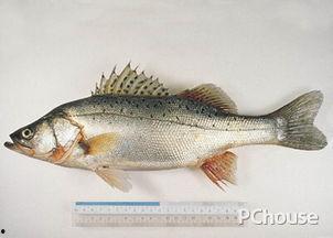 鲈鱼养殖技术视频教程,从入门到精通